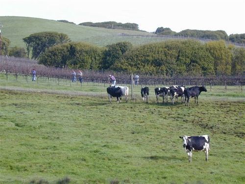 Point Reyes Vineyard Inn California City Buitenkant foto