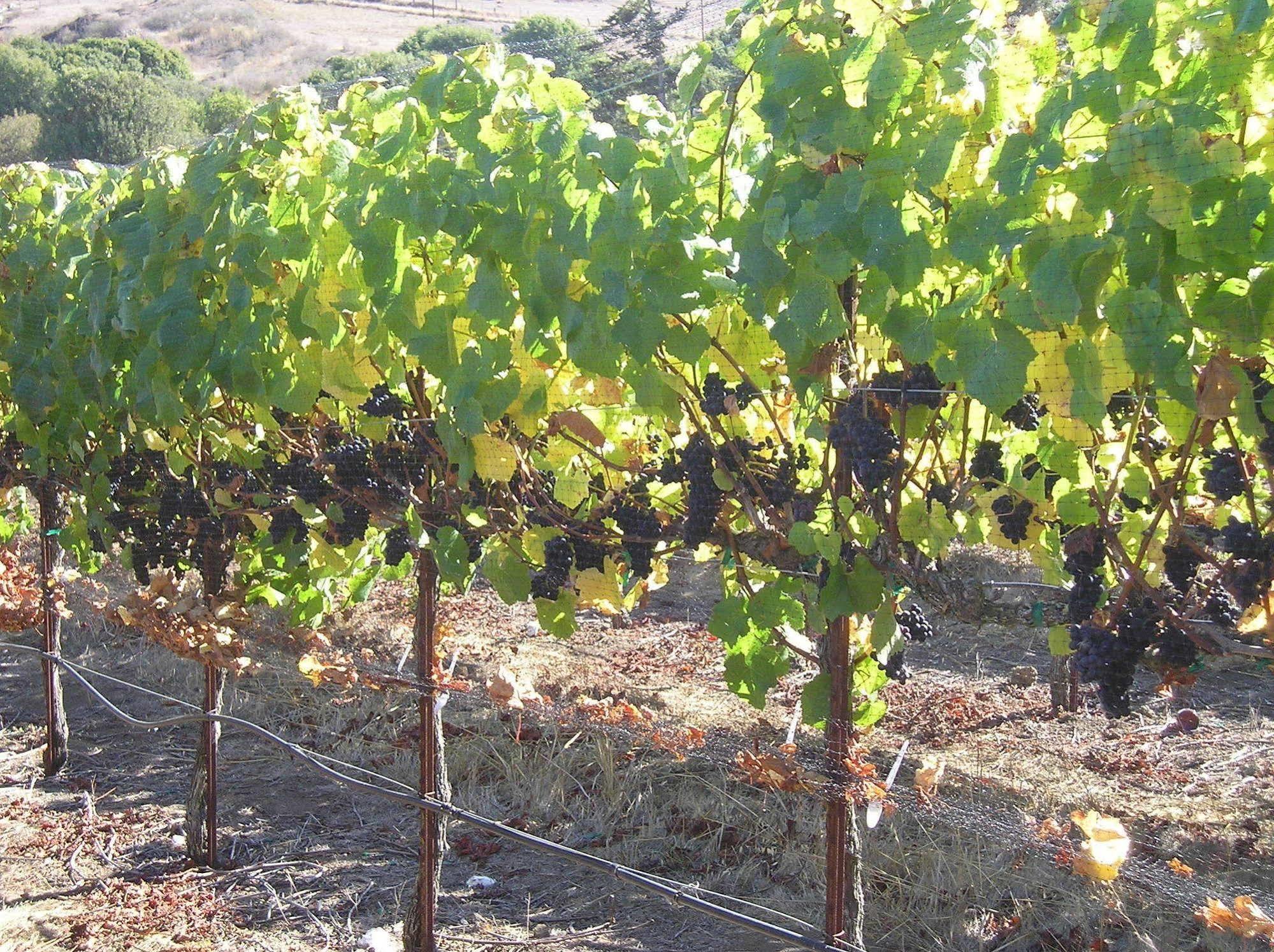 Point Reyes Vineyard Inn California City Buitenkant foto